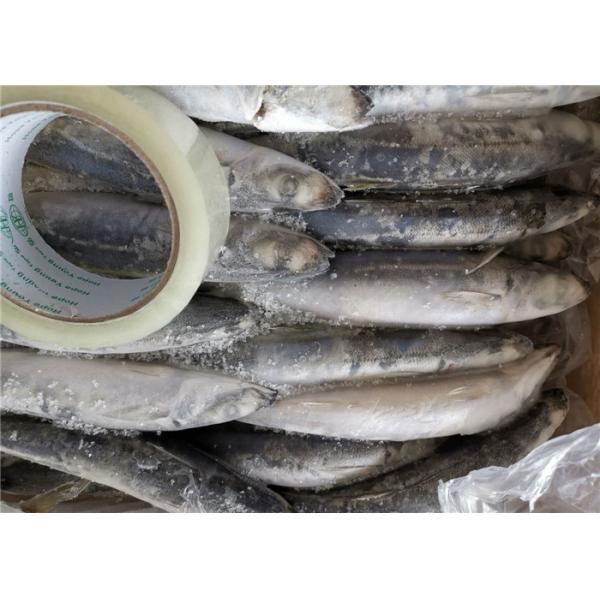 75g 80g Gutted Shape Frozen Mackerel Fish For Bait