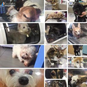 Veterinary HBOT Hyperbaric Oxygen Chamber Improve Circulation Healing Brain