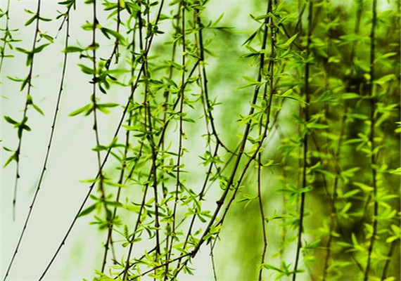 Best Anti-inflammation Reduce Arthritis Pain and Back Pain White Willow Bark Extract