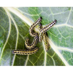 Organic Farm Insecticide bio pesticide manufacturers for Sustainable and Natural