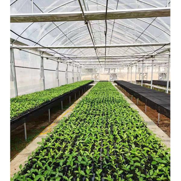 2-5m Shoulder Height High Tunnel Sawtooth Greenhouse for Commercial Plant Cultivation