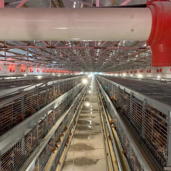 Buy 190*35*38cm Layer Chicken Cage at wholesale prices