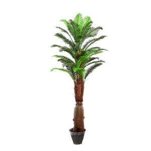 Quality Fern, silver fern, Pteridophyta, pteridophyta plants, filicales, yongyue export for sale