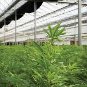 Black Plastic Film Agriculture Poly Tunnel Blackout Light Deprivation Greenhouse