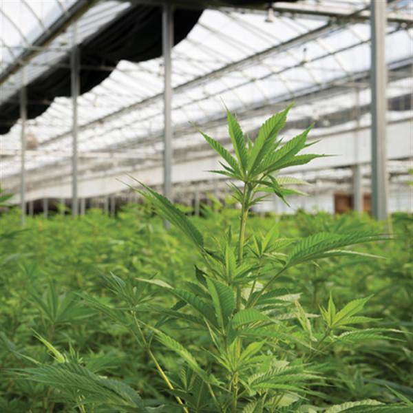 Customizable Dimensions Mushroom Herb Grow Shading Light Deprivation Greenhouse