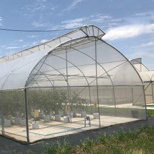 Thailand Multi Span Automatic Vent Greenhouse Electric Tropical Climate