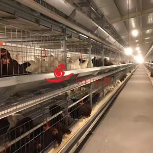 China 750 Cage Height Poultry Cage System for Breeder on sale