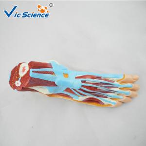 Hospital School Teaching Foot 55x35x33cm Human Anatomical Model