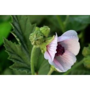 Chinese manufacturer supply Althaea Officinalis Root Extract with competitive