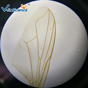 Quality Experimental Teaching Microbial Prepared Microscope Slides 15 Pcs / Set for sale