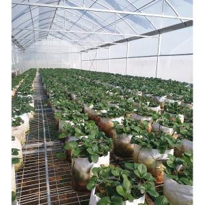 2-5m Shoulder Height High Tunnel Sawtooth Greenhouse for Commercial Plant