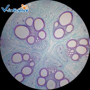 Commercial Prepared Microscope Slides Animal And Plant Mix Suit 50pcs