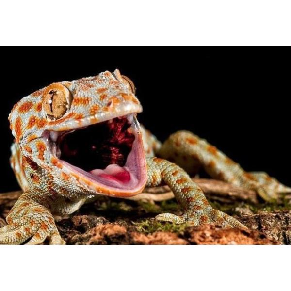 Buy realistic Reptile Rock Background With PU Simulation Rocks And Hiding Hole at wholesale prices