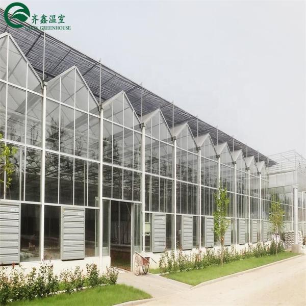 Good Light Permeability Essential for Venlo Glass Greenhouse in Agricultural Industry