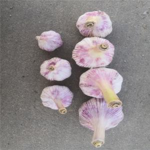 Natural China Fresh garlic Pure White normal white garlic