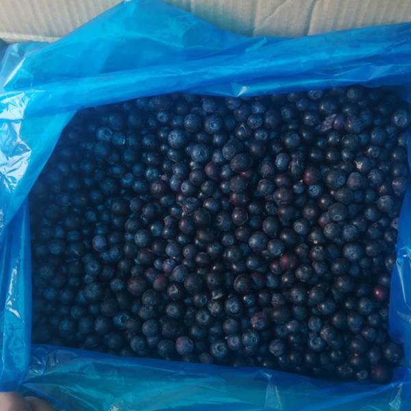 Wholesale Chinese Iqf Frozen Berries IQF Frozen Blueberry for Export with Good Price Blue Berry