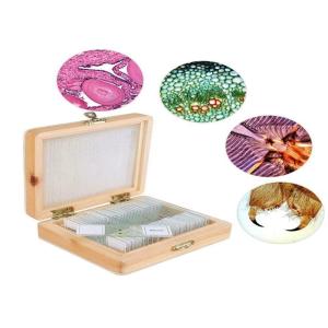 Professional 30pcs Human Tissue Microscope Slides For Medical Education