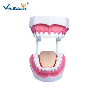 Unbreakable Dental Study Models