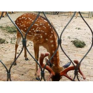 Stainless Steel Zoo Mesh