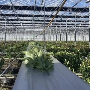 Building Materials Steel Structure Large Size Horticulture Greenhouse with Glass