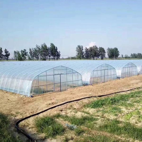 Buy Agriculture Vegetable Growing Hoop House Film Tunnel Greenhouse at wholesale prices