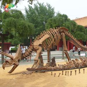 Road Decoration Dinosaur Triceratops Skeleton