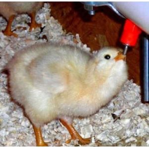 Farming Equipment Automatic Chicken Watering Application Drinker, Plastic