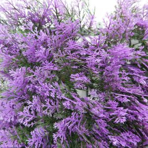 Customized Factory Direct Outdoor Artificial Grass Wall Decor Enviromental