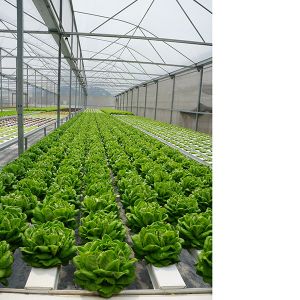 Heavy Duty Windproof Commercial Hot Houses Reinforced Plastic Greenhouse