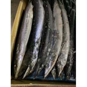 Cololabis Saira Sea Frozen Pacific Saury All Size