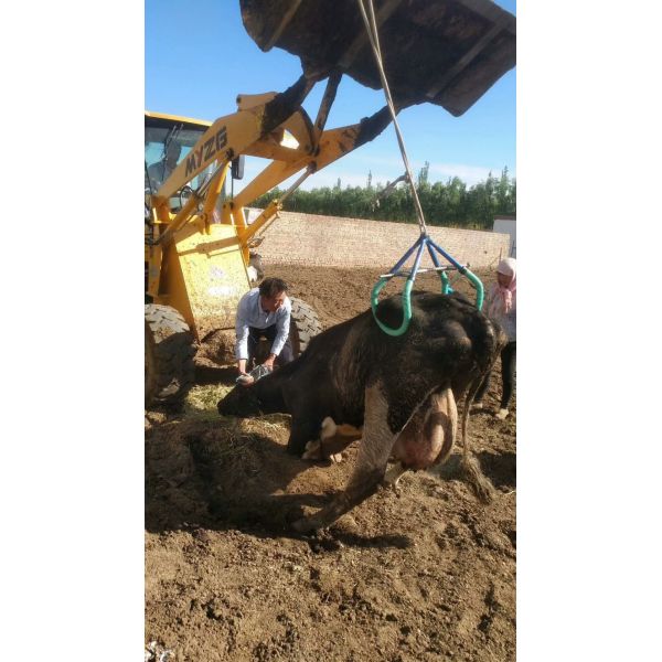 Cow Bovine Pelvic Support The Supportive Solution for Solve the problem of difficulty standing