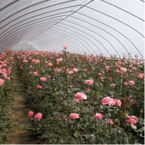 Flower Tunnel Plastic Greenhouse Vegetable Growing Single Span Greenhouse