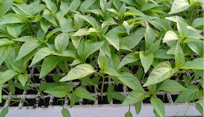 50/120/160/200 Hole Floating Seedling Tray for Soilless Cultivation Of Vegetables