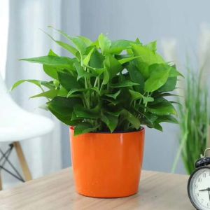 Durable Plastic Round Height 15.5cm Self Watering Houseplant Pots