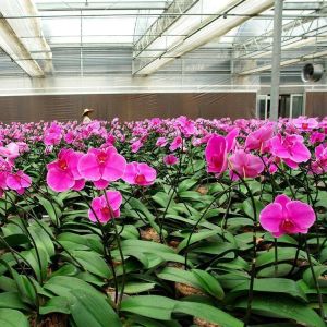 China Juxiang Hydroponic Farm Film Greenhouse with Steel Structure and 30-day Return refunds on sale