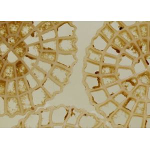 High Speed Delivery Aeration Technology MBBR Carrier Biochips Municipal Water