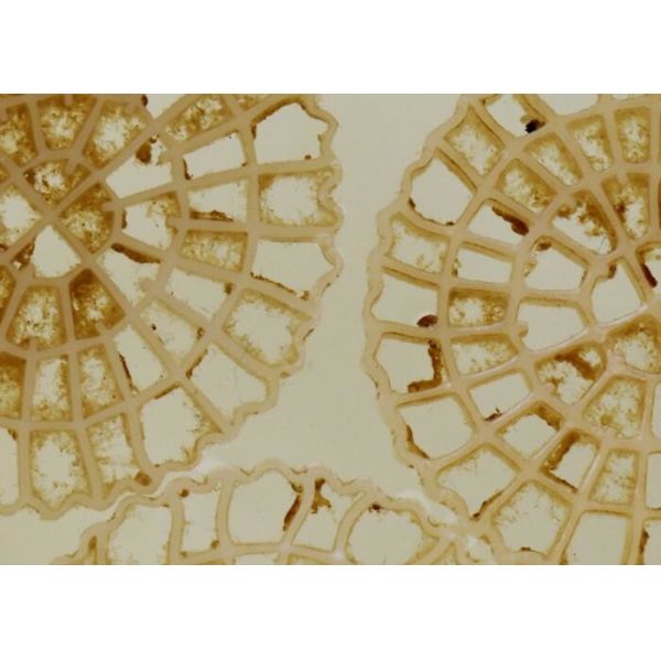 High Speed Delivery Aeration Technology MBBR Carrier Biochips Municipal Water