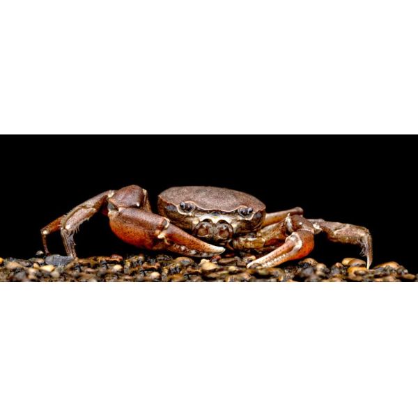 85% Biopolymer Agricultural Chitosan Powder For Plants