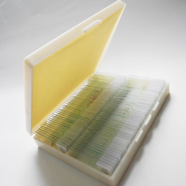 Buy Shockproof Gift Fixed Medical Research 100pcs Microbiology Prepared Slides at wholesale prices