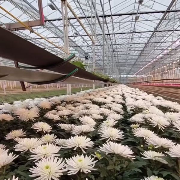 Drip Irrigation Glass Greenhouse Hydroponics System for Vegetables