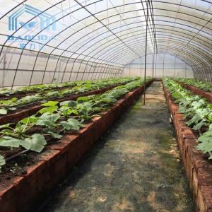 Commercial Plastic Film Galvanized Transparent Tunnel Plastic Greenhouse
