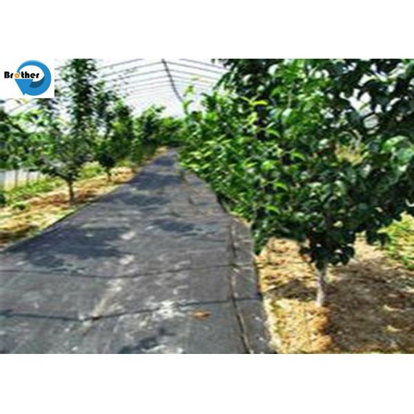 Garden Use Woven Weed Mat Plant Nursery Ground Cover Weed Control Mat PP