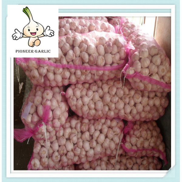 Buy garlic wholesale garlic price fresh common garlic at wholesale prices