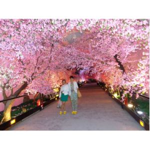 Quality Artificial Pink Cherry Trees for sale