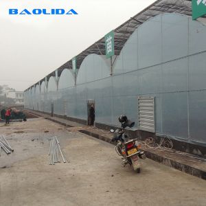 Vegetables Seeds Plastic Film Greenhouse Ventilated Multi Span Sheet Covering