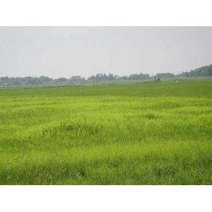 Bentazone 95% TC/herbicides/Ochre-yellow solid