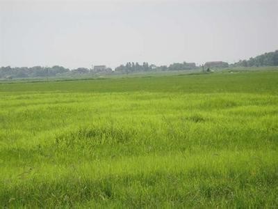 Buy Bentazone 95% TC/herbicides/Ochre-yellow solid at wholesale prices