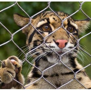 Custom Stainless Steel Rope Wire Mesh for Bird Cages 1.5mm 1.6mm