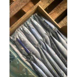 2# BQF Frozen Pacific Saury Fish With High Protein