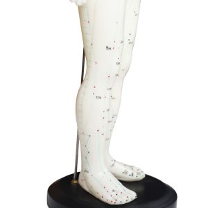 50cm Point Male Acupuncture Model Human Body GMP Certificate